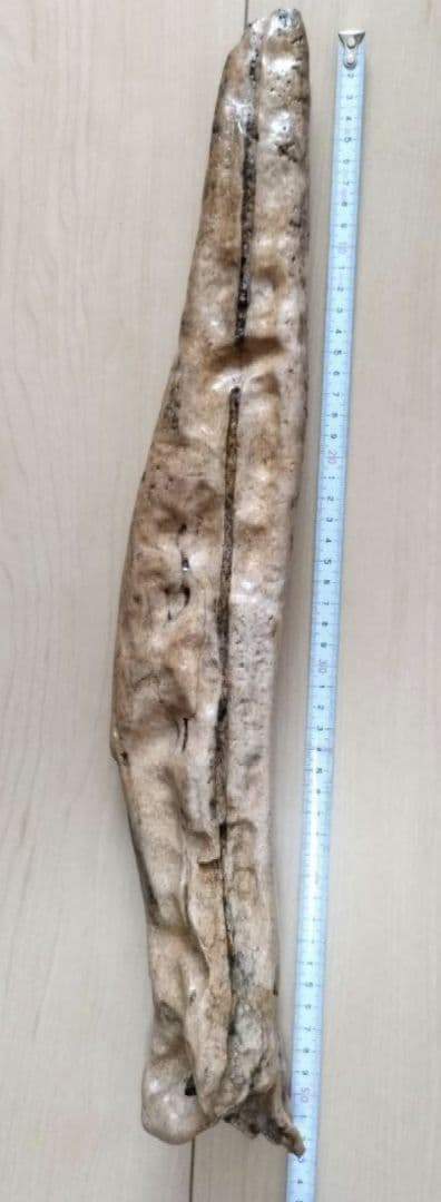 竜骨【中】恐竜 化石 詳細不明