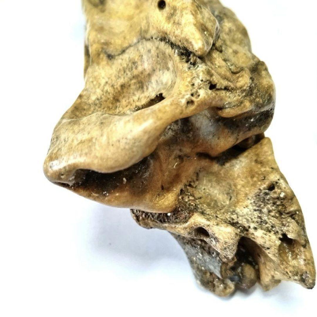 竜骨【中】恐竜 化石 詳細不明