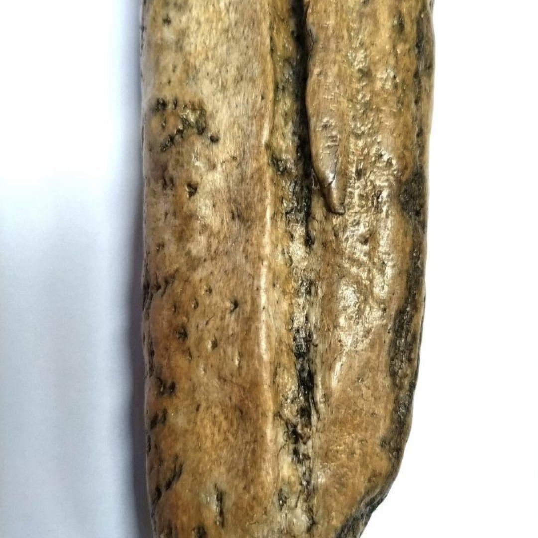 竜骨【中】恐竜 化石 詳細不明