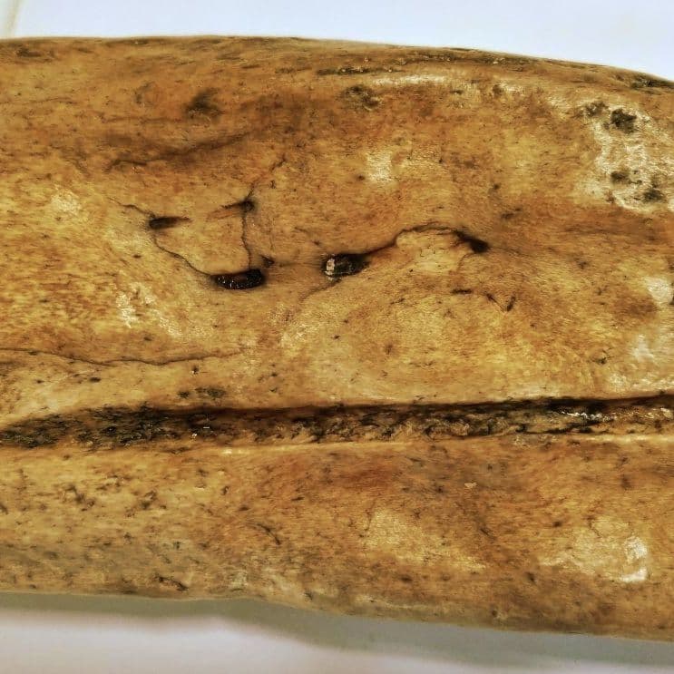 竜骨【中】恐竜 化石 詳細不明