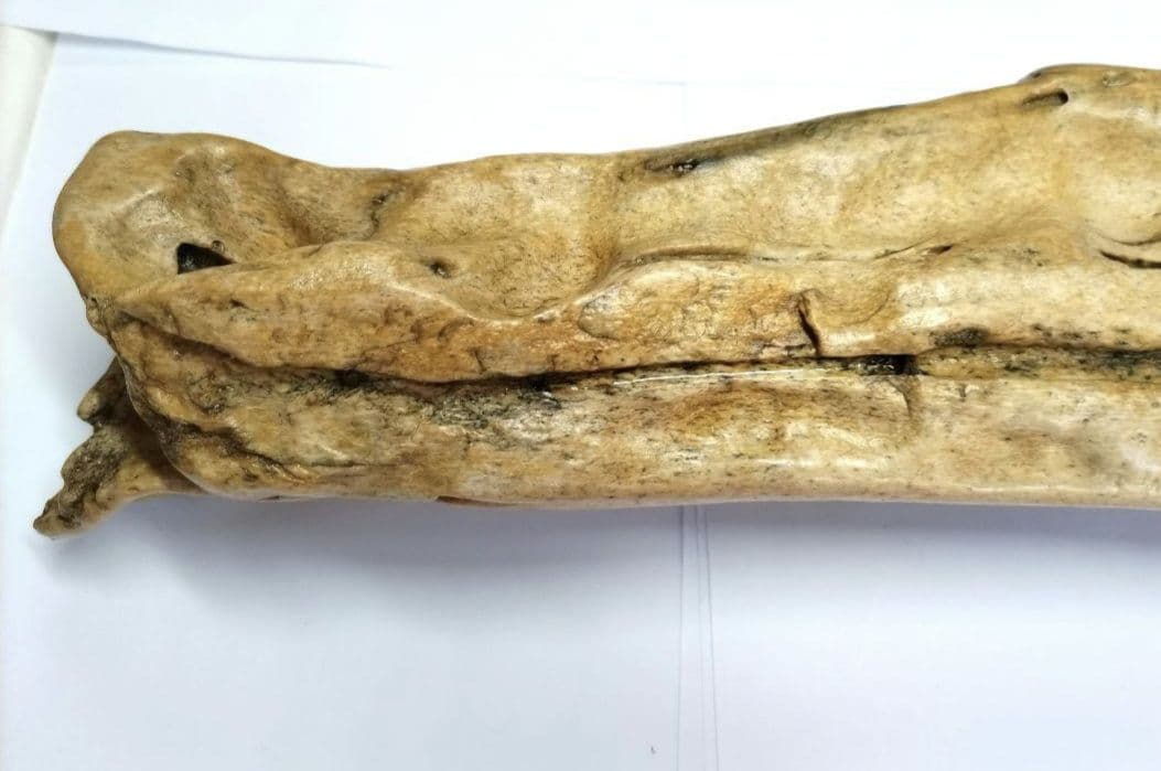 竜骨【中】恐竜 化石 詳細不明