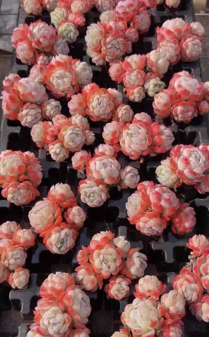 Top【選抜株】23930テクトラム　ssp.　カルカレウム 72個プラグトレー