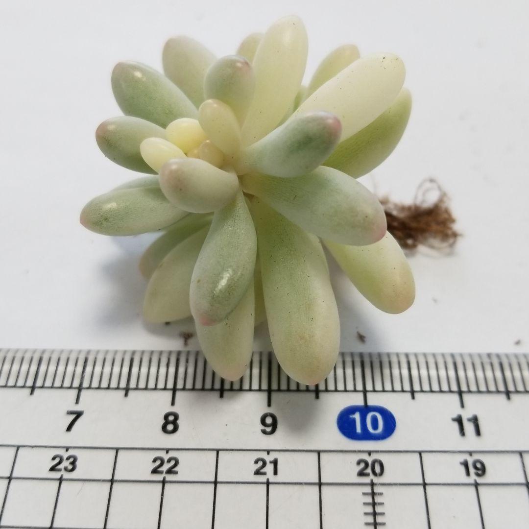 恋心錦（糊班）多肉植物　セダム