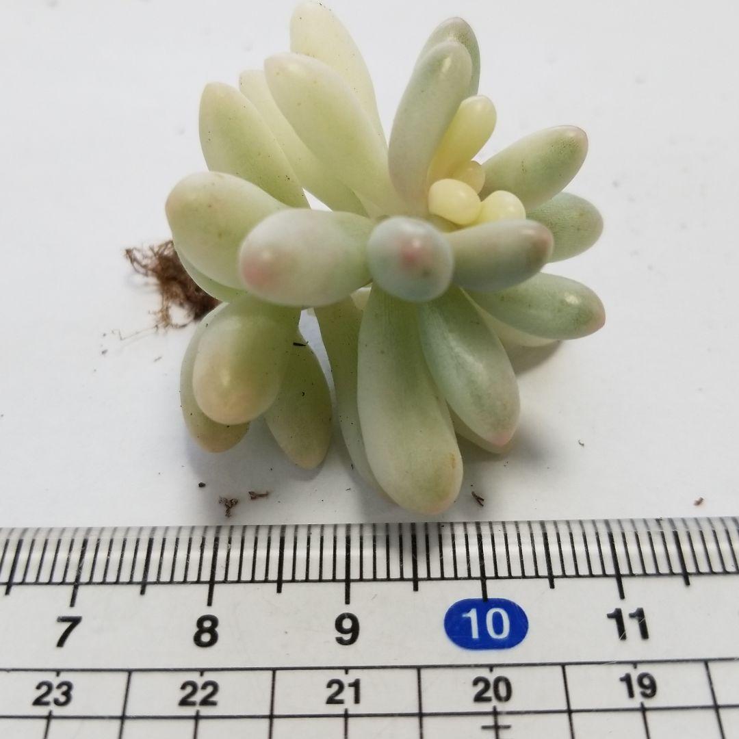 恋心錦（糊班）多肉植物　セダム