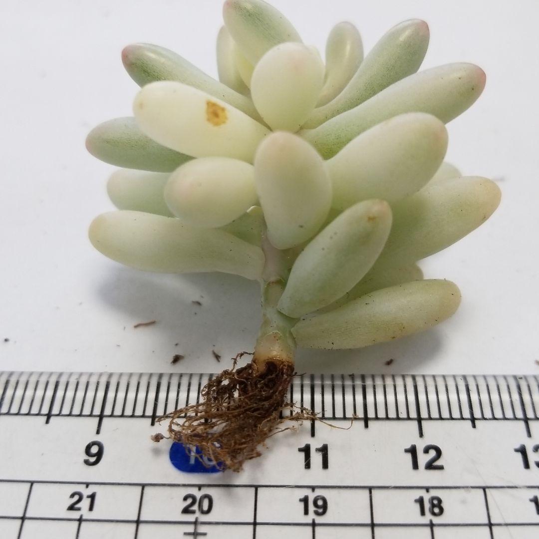 恋心錦（糊班）多肉植物　セダム