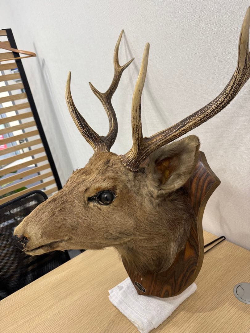 ハンティングトロフィー　蝦夷鹿　剥製