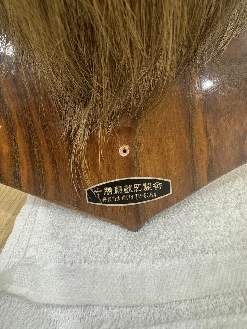 ハンティングトロフィー　蝦夷鹿　剥製