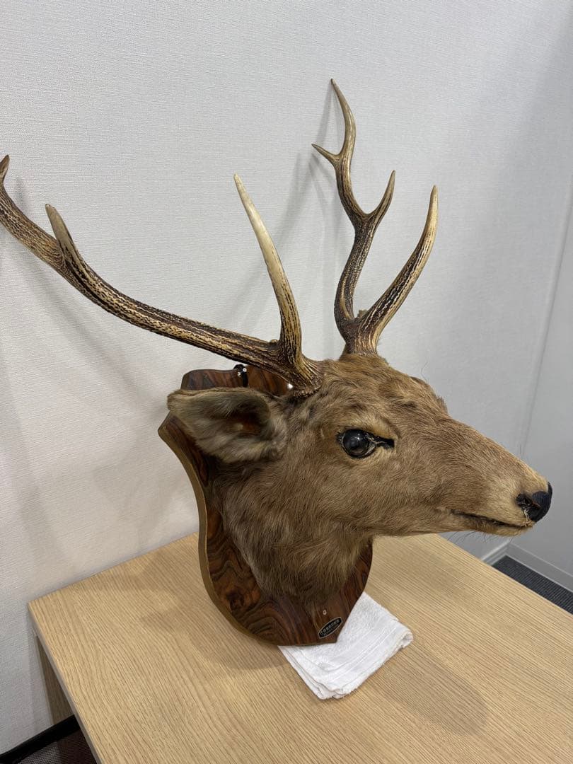 ハンティングトロフィー　蝦夷鹿　剥製