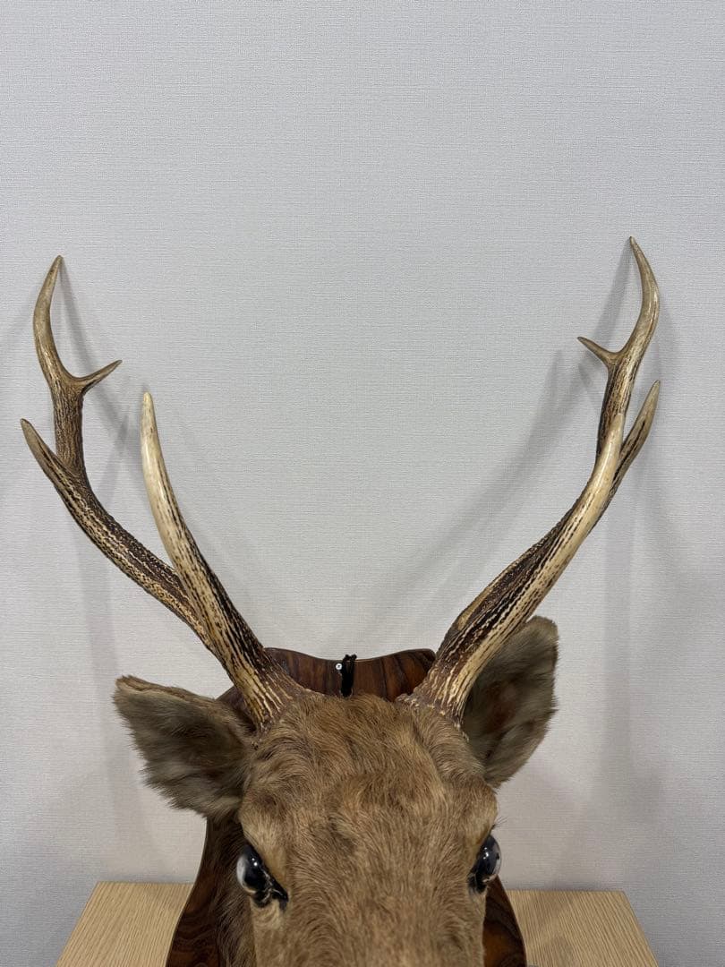 ハンティングトロフィー　蝦夷鹿　剥製