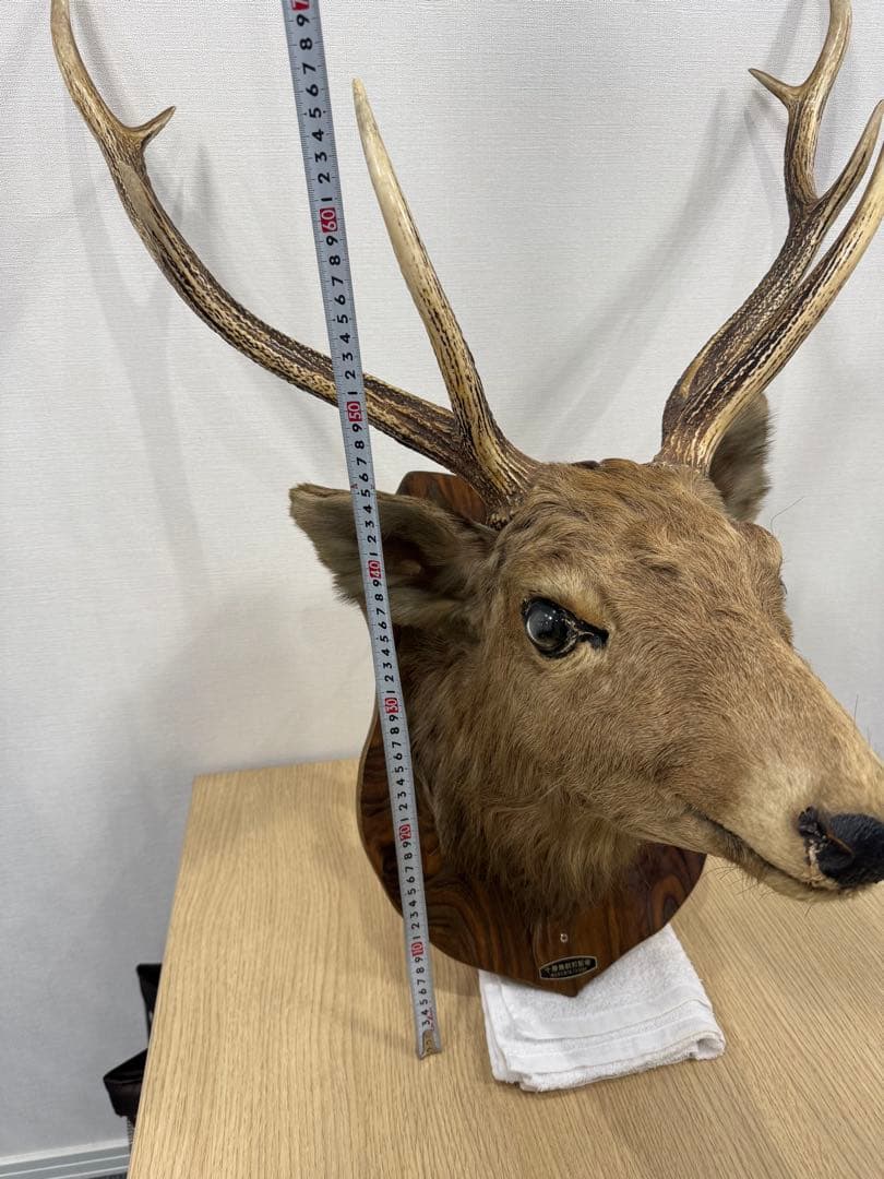 ハンティングトロフィー　蝦夷鹿　剥製