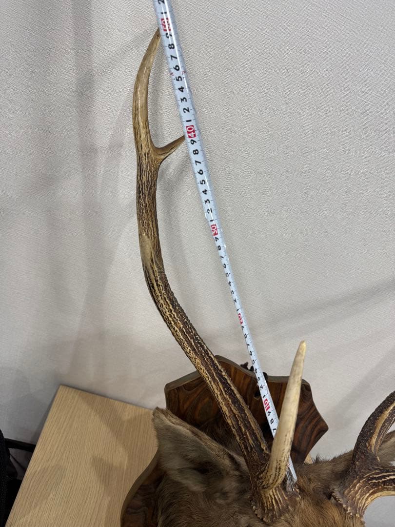 ハンティングトロフィー　蝦夷鹿　剥製