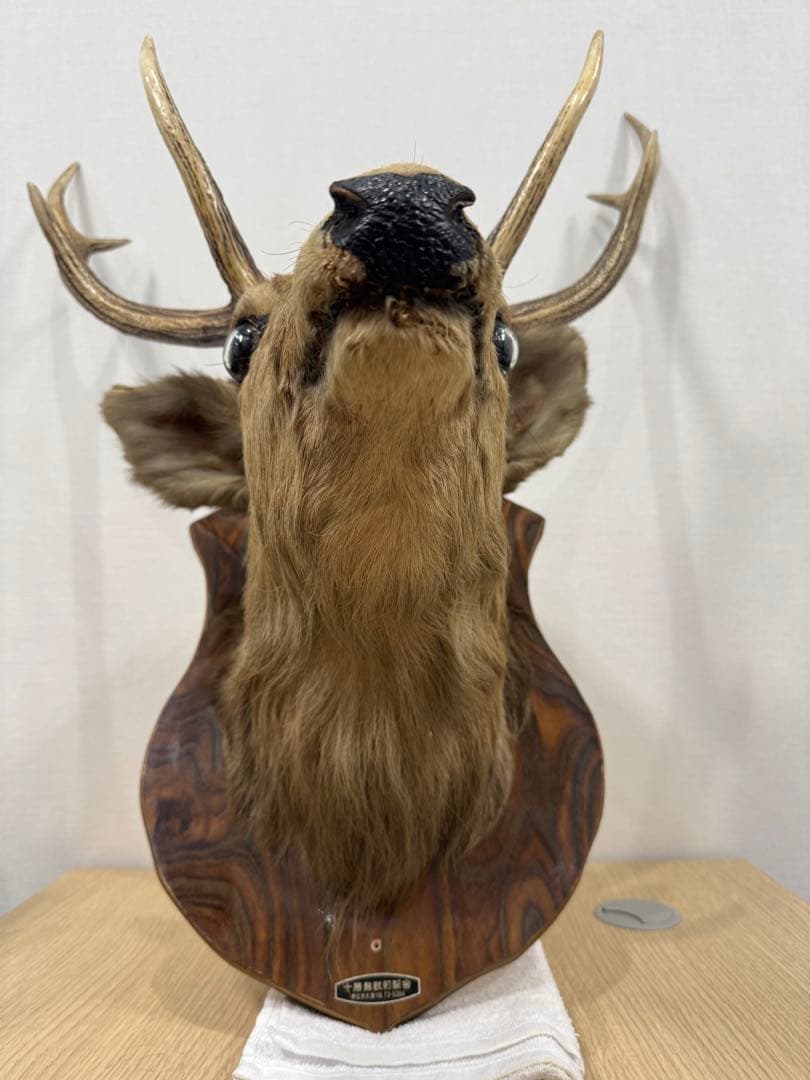 ハンティングトロフィー　蝦夷鹿　剥製