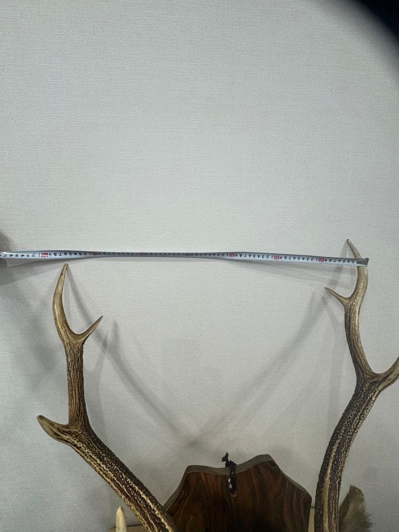 ハンティングトロフィー　蝦夷鹿　剥製
