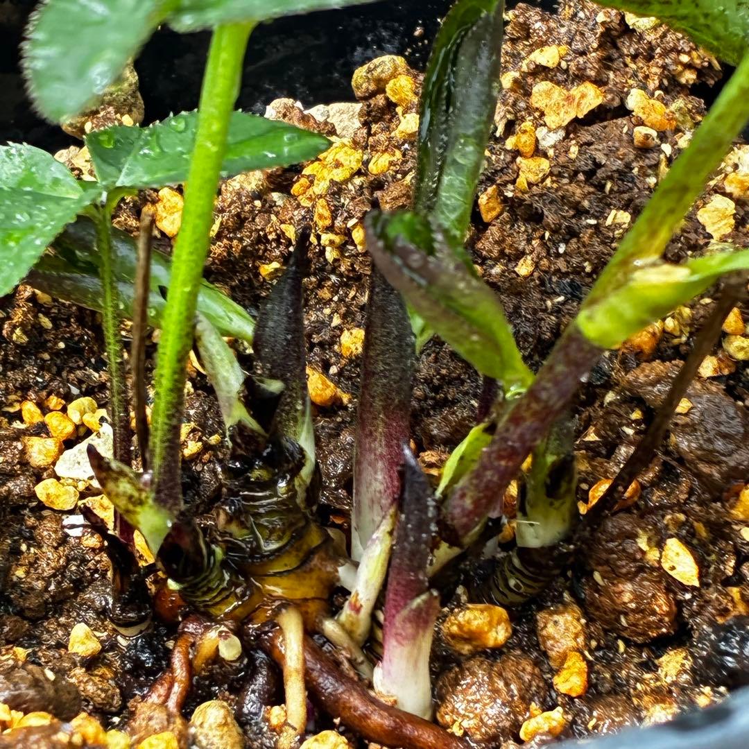 3782☘️2年間管理株☘️ ⭐️ポロンポロンと可愛い⭐️光沢ピコ⭐️裏スレートブルー⭐️