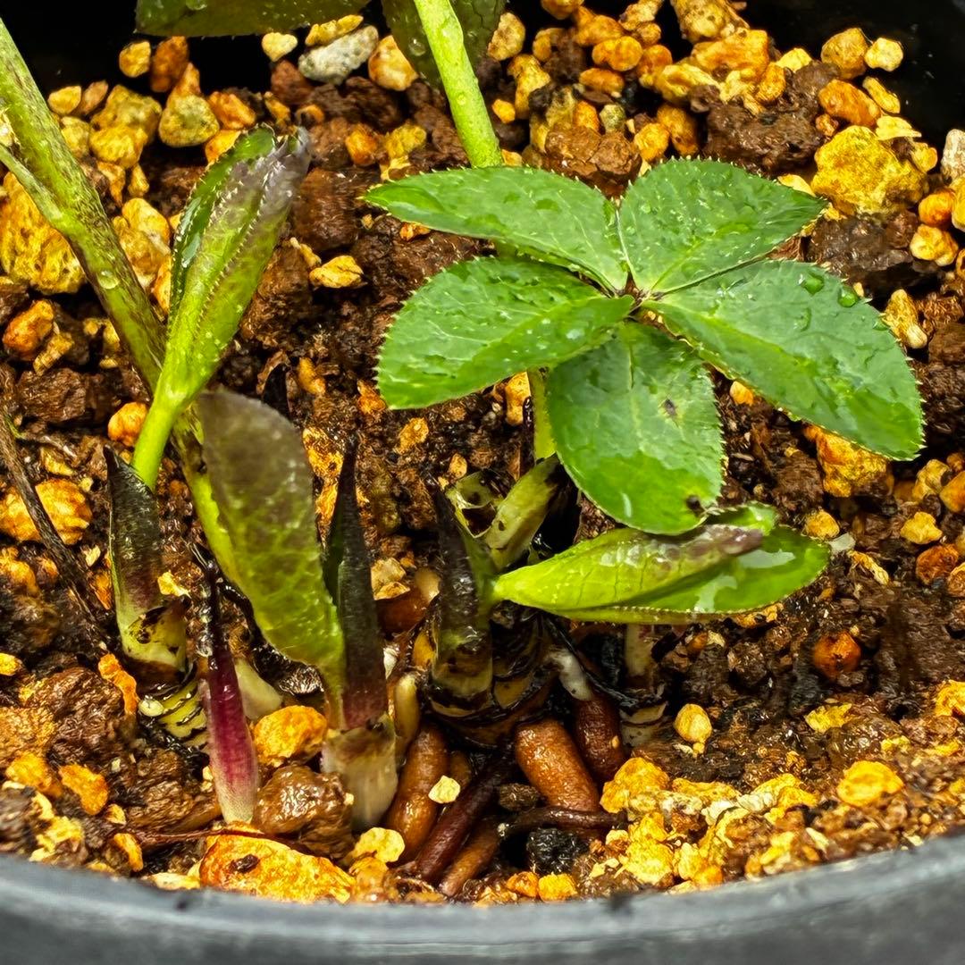 3782☘️2年間管理株☘️ ⭐️ポロンポロンと可愛い⭐️光沢ピコ⭐️裏スレートブルー⭐️