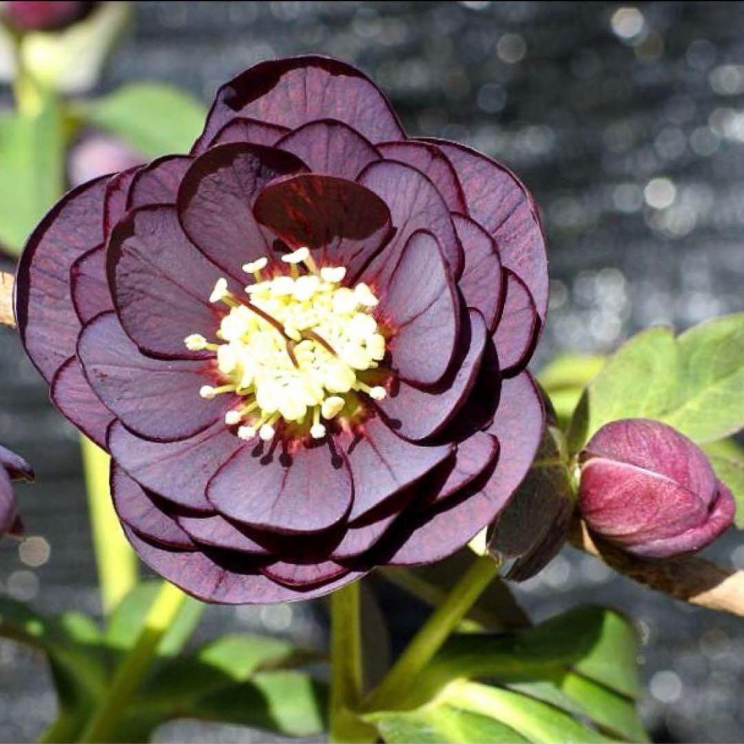 3782☘️2年間管理株☘️ ⭐️ポロンポロンと可愛い⭐️光沢ピコ⭐️裏スレートブルー⭐️