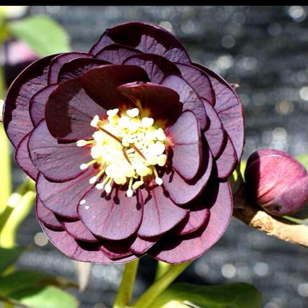 3782☘️2年間管理株☘️ ⭐️ポロンポロンと可愛い⭐️光沢ピコ⭐️裏スレートブルー⭐️