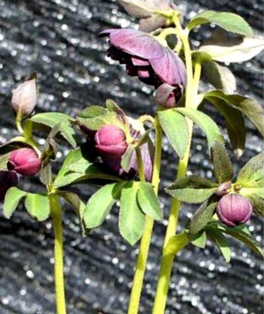 3782☘️2年間管理株☘️ ⭐️ポロンポロンと可愛い⭐️光沢ピコ⭐️裏スレートブルー⭐️