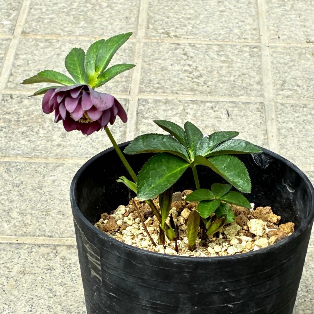 3782☘️2年間管理株☘️ ⭐️ポロンポロンと可愛い⭐️光沢ピコ⭐️裏スレートブルー⭐️