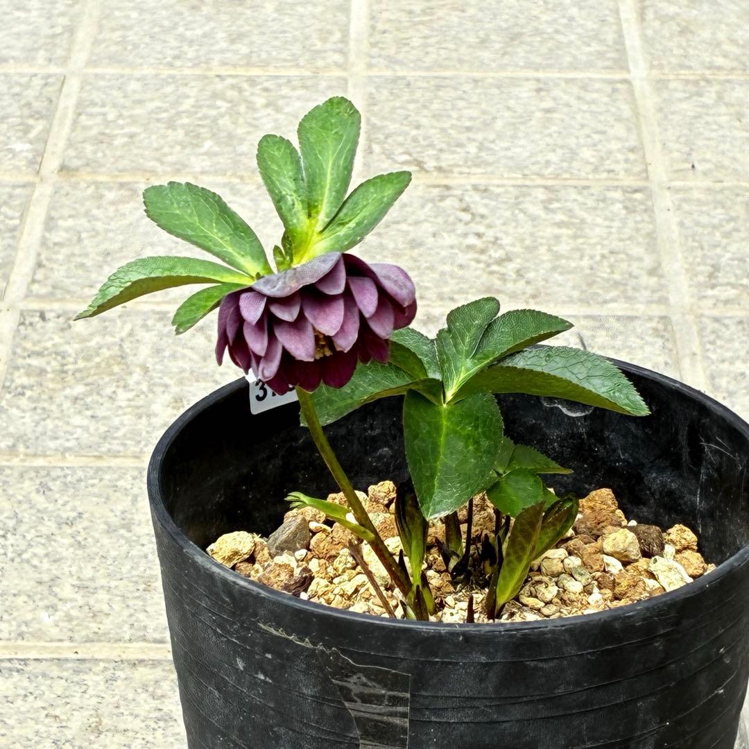 3782☘️2年間管理株☘️ ⭐️ポロンポロンと可愛い⭐️光沢ピコ⭐️裏スレートブルー⭐️