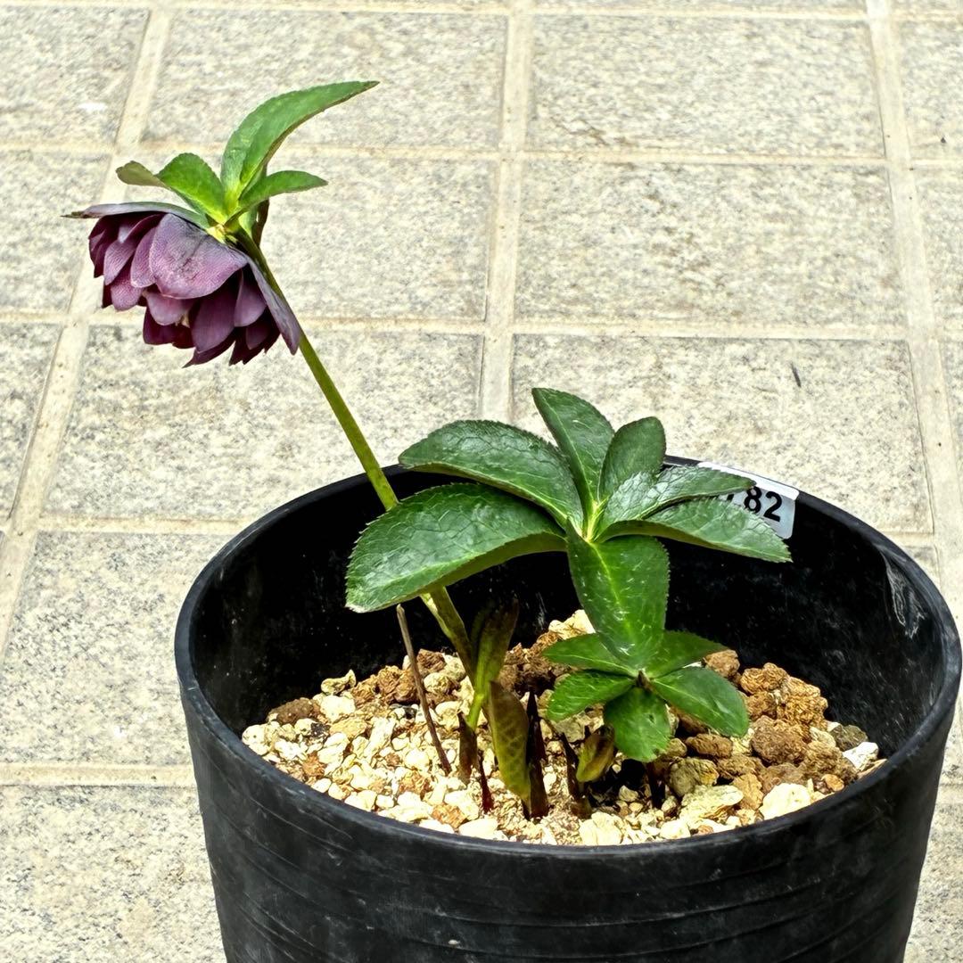 3782☘️2年間管理株☘️ ⭐️ポロンポロンと可愛い⭐️光沢ピコ⭐️裏スレートブルー⭐️