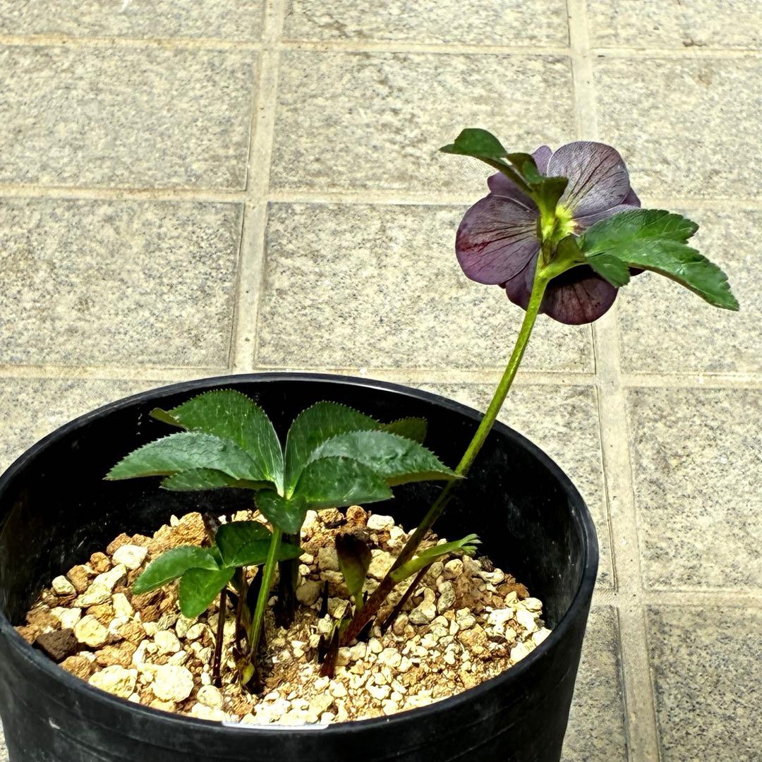 3782☘️2年間管理株☘️ ⭐️ポロンポロンと可愛い⭐️光沢ピコ⭐️裏スレートブルー⭐️