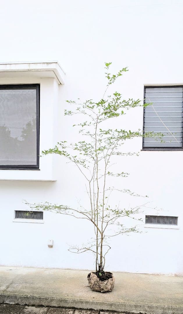 美の極み。山採りウメモドキ。