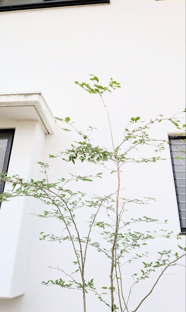 美の極み。山採りウメモドキ。