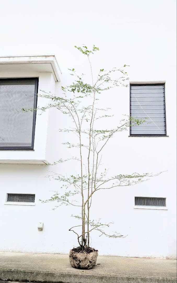 美の極み。山採りウメモドキ。