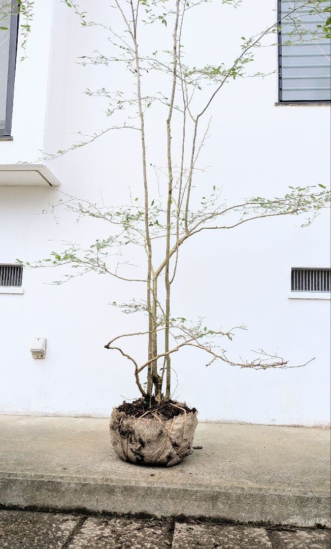 美の極み。山採りウメモドキ。