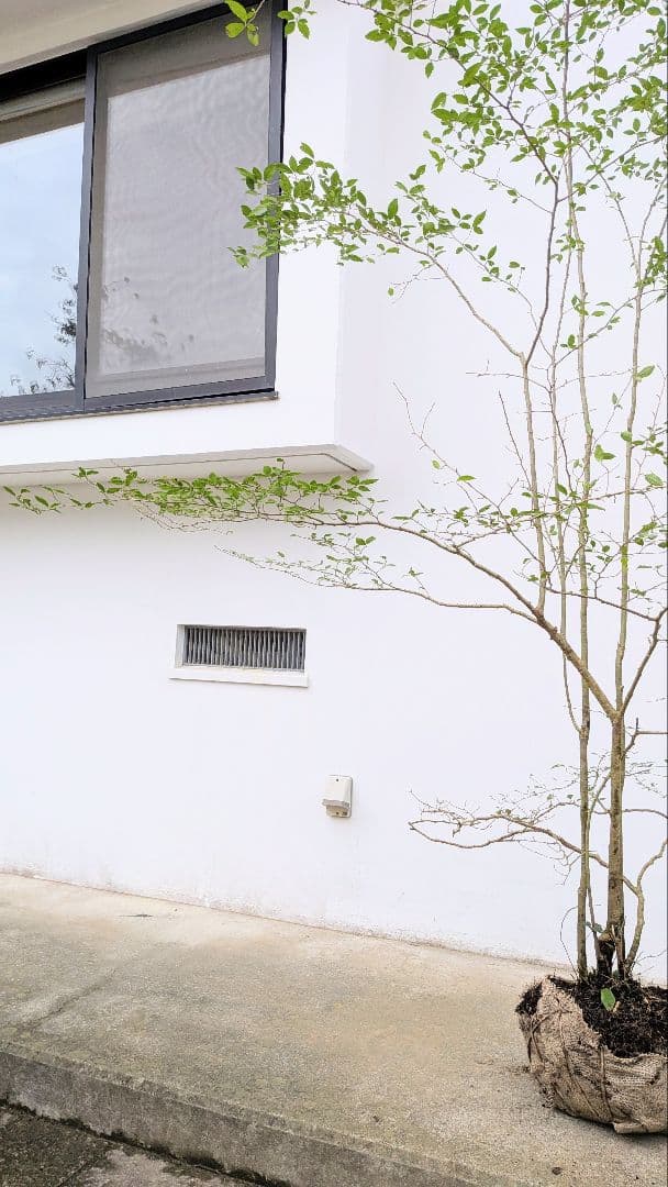 美の極み。山採りウメモドキ。