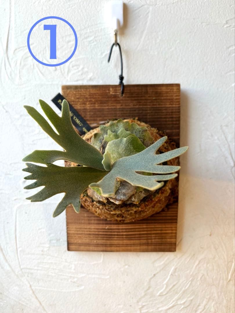 ぽち@様　ご確認用　ビカクシダ