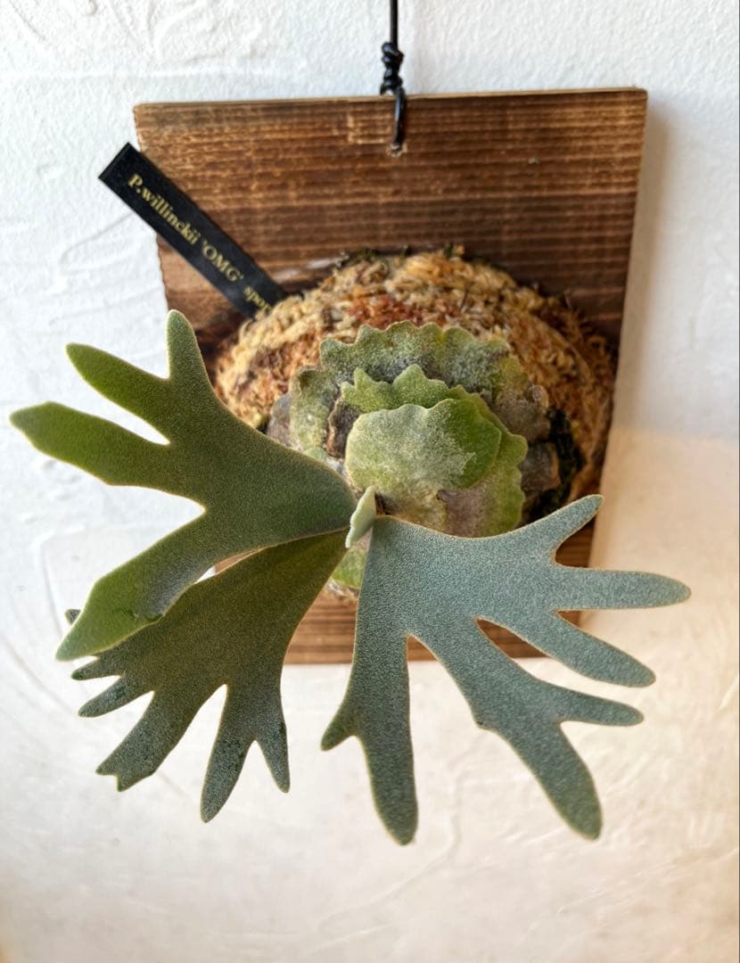 ぽち@様　ご確認用　ビカクシダ