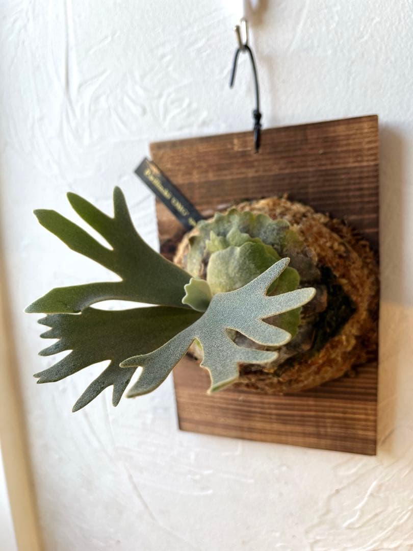 ぽち@様　ご確認用　ビカクシダ