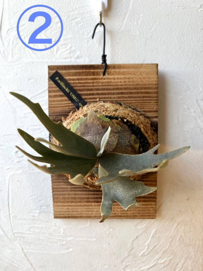 ぽち@様　ご確認用　ビカクシダ