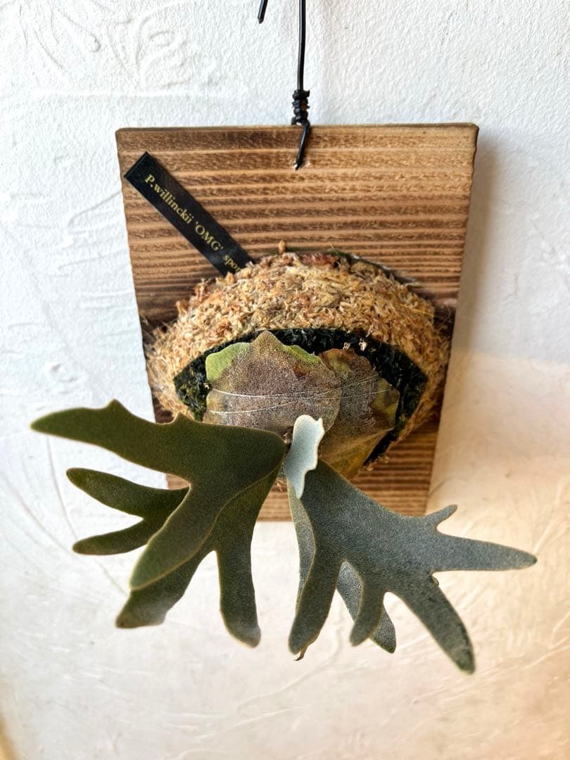 ぽち@様　ご確認用　ビカクシダ