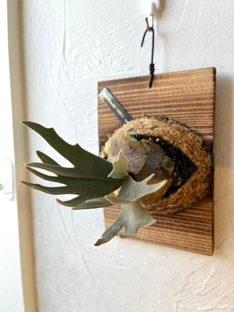 ぽち@様　ご確認用　ビカクシダ