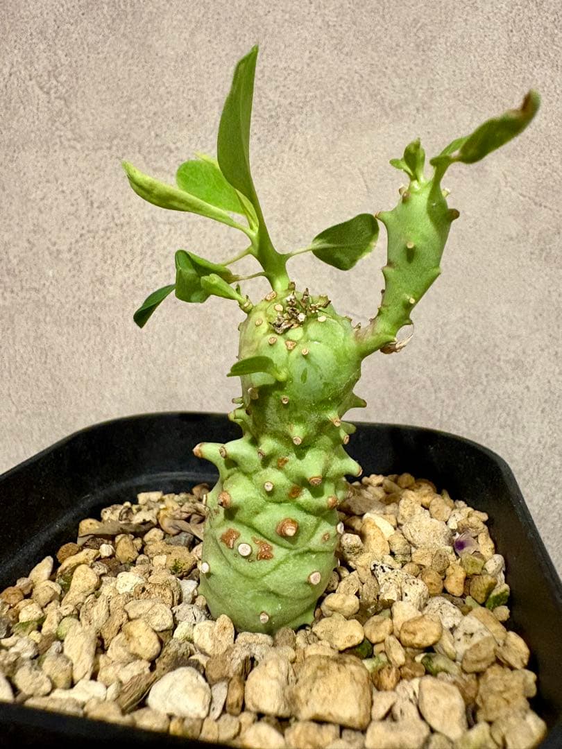 ユーフォルビア　ロンギツベルクローサ　実生　鉢ごと発送