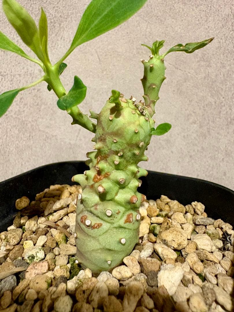 ユーフォルビア　ロンギツベルクローサ　実生　鉢ごと発送