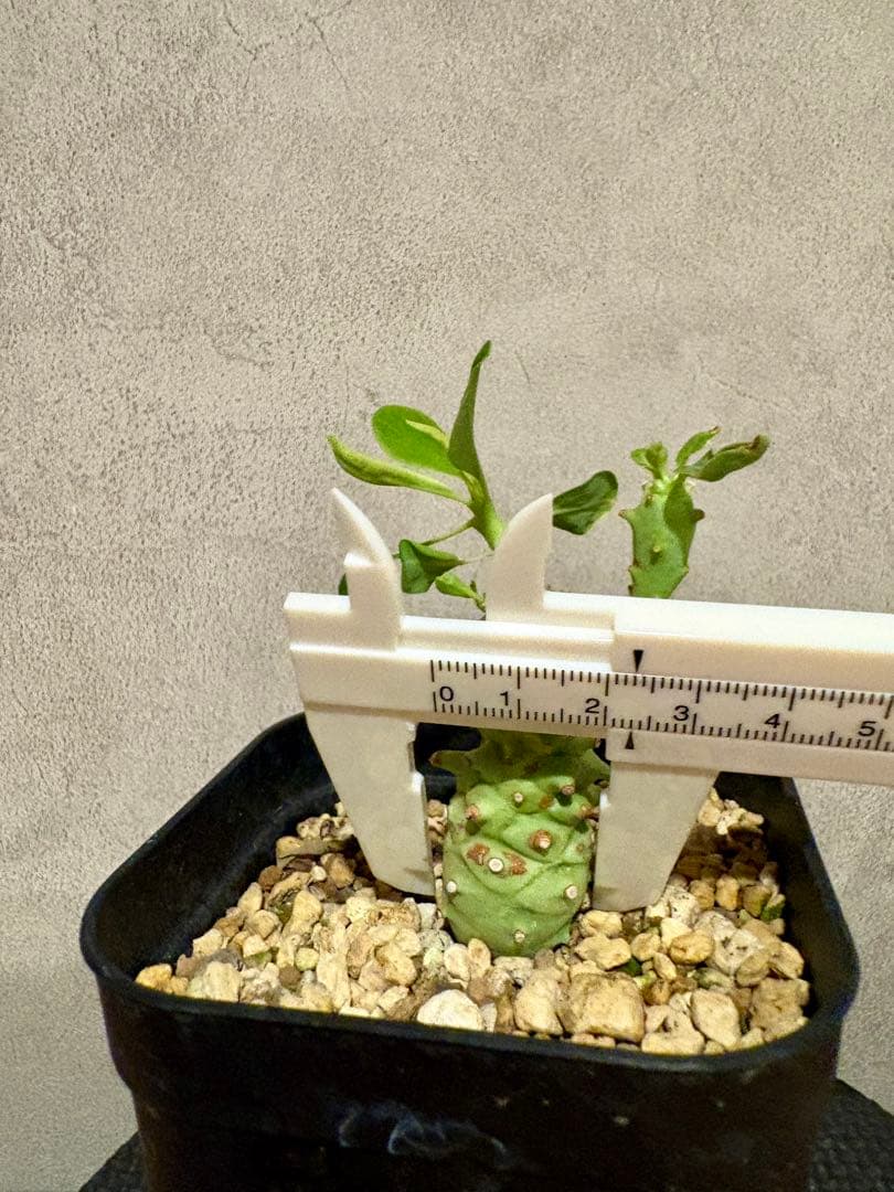 ユーフォルビア　ロンギツベルクローサ　実生　鉢ごと発送