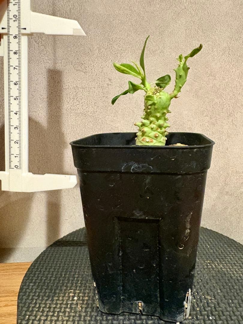 ユーフォルビア　ロンギツベルクローサ　実生　鉢ごと発送