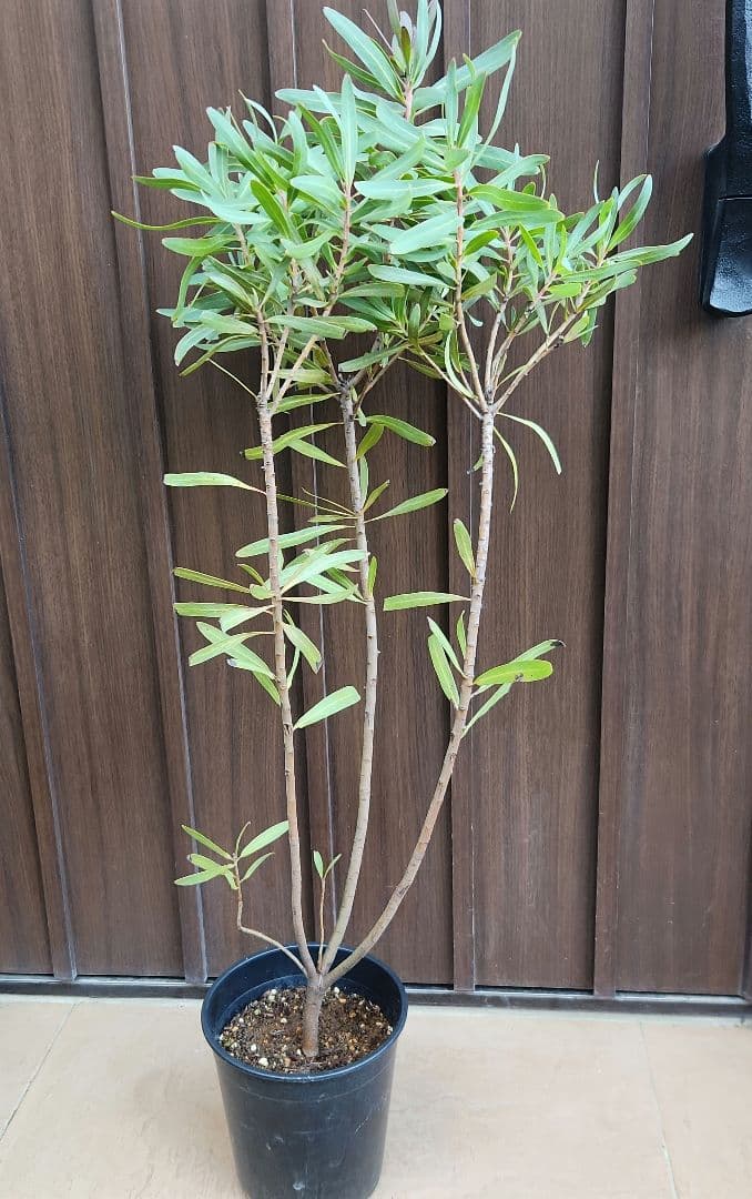 プロテア　ネリーフォリア　鉢植え　苗　苗木