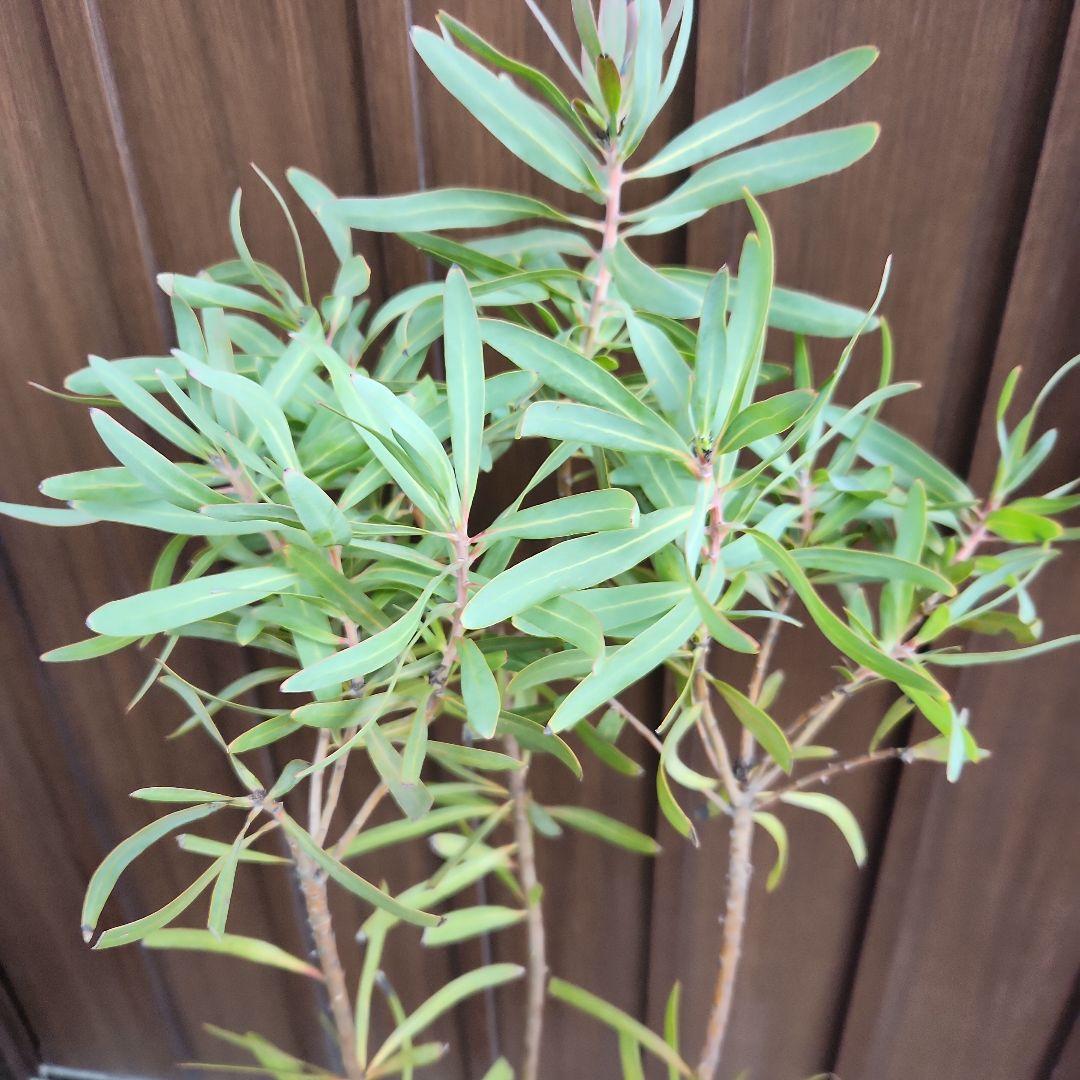 プロテア　ネリーフォリア　鉢植え　苗　苗木