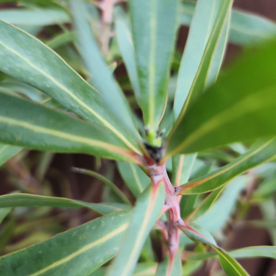 プロテア　ネリーフォリア　鉢植え　苗　苗木
