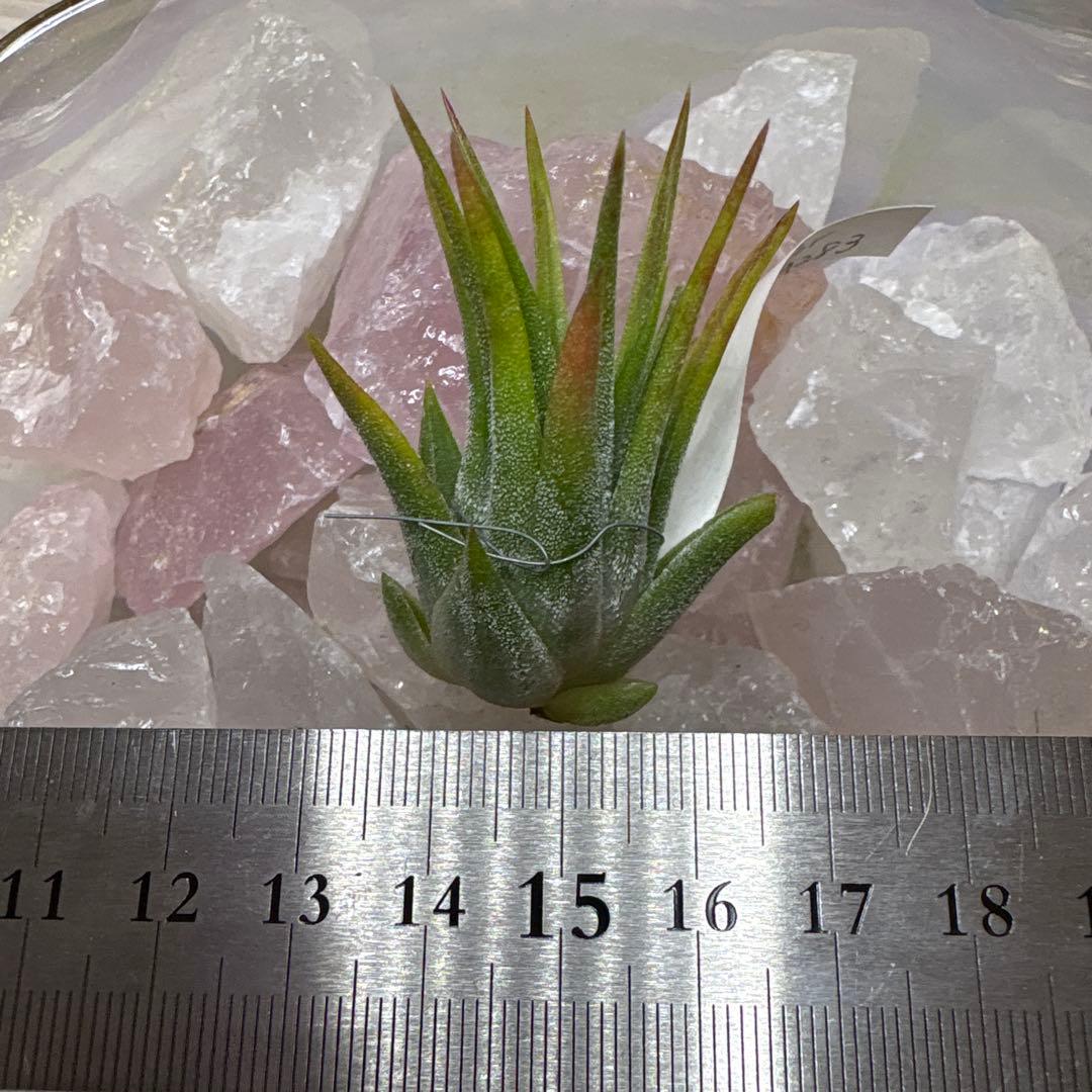 ブロメリア・エアープランツ Tillandsia Ionantha Pachara Predator