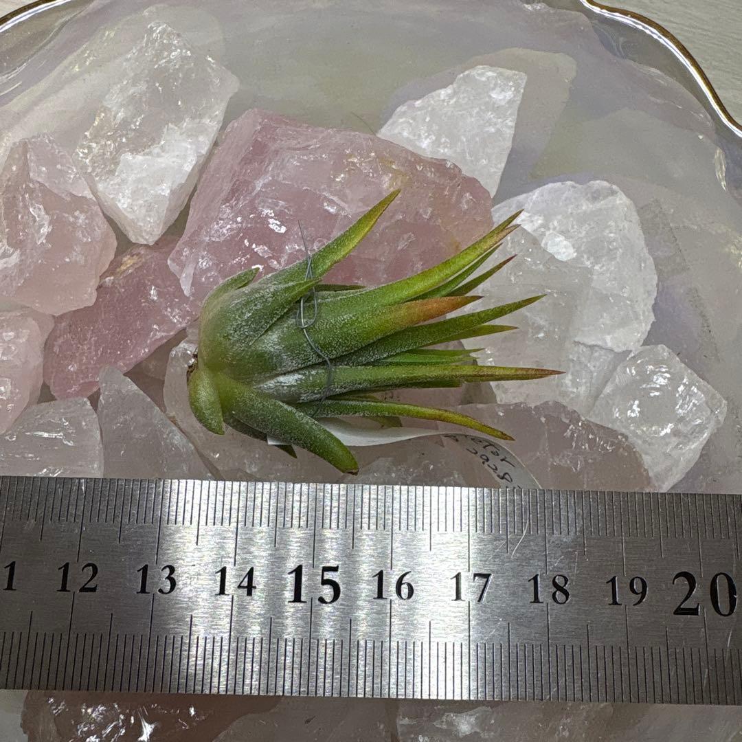 ブロメリア・エアープランツ Tillandsia Ionantha Pachara Predator