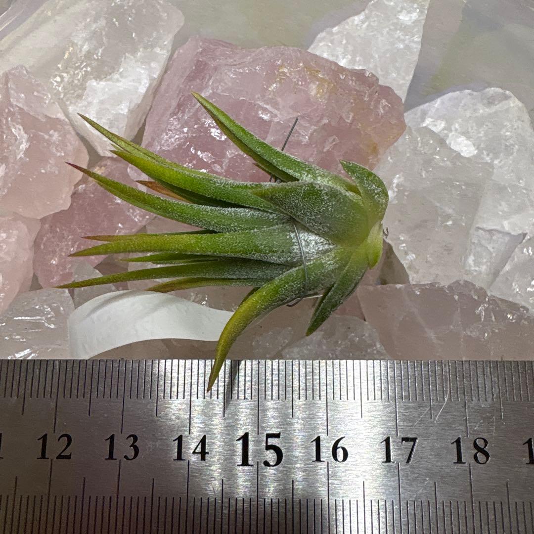 ブロメリア・エアープランツ Tillandsia Ionantha Pachara Predator