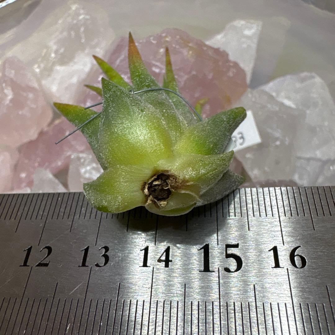ブロメリア・エアープランツ Tillandsia Ionantha Pachara Predator