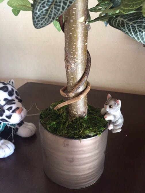 光触媒 人工観葉植物 フィトニア