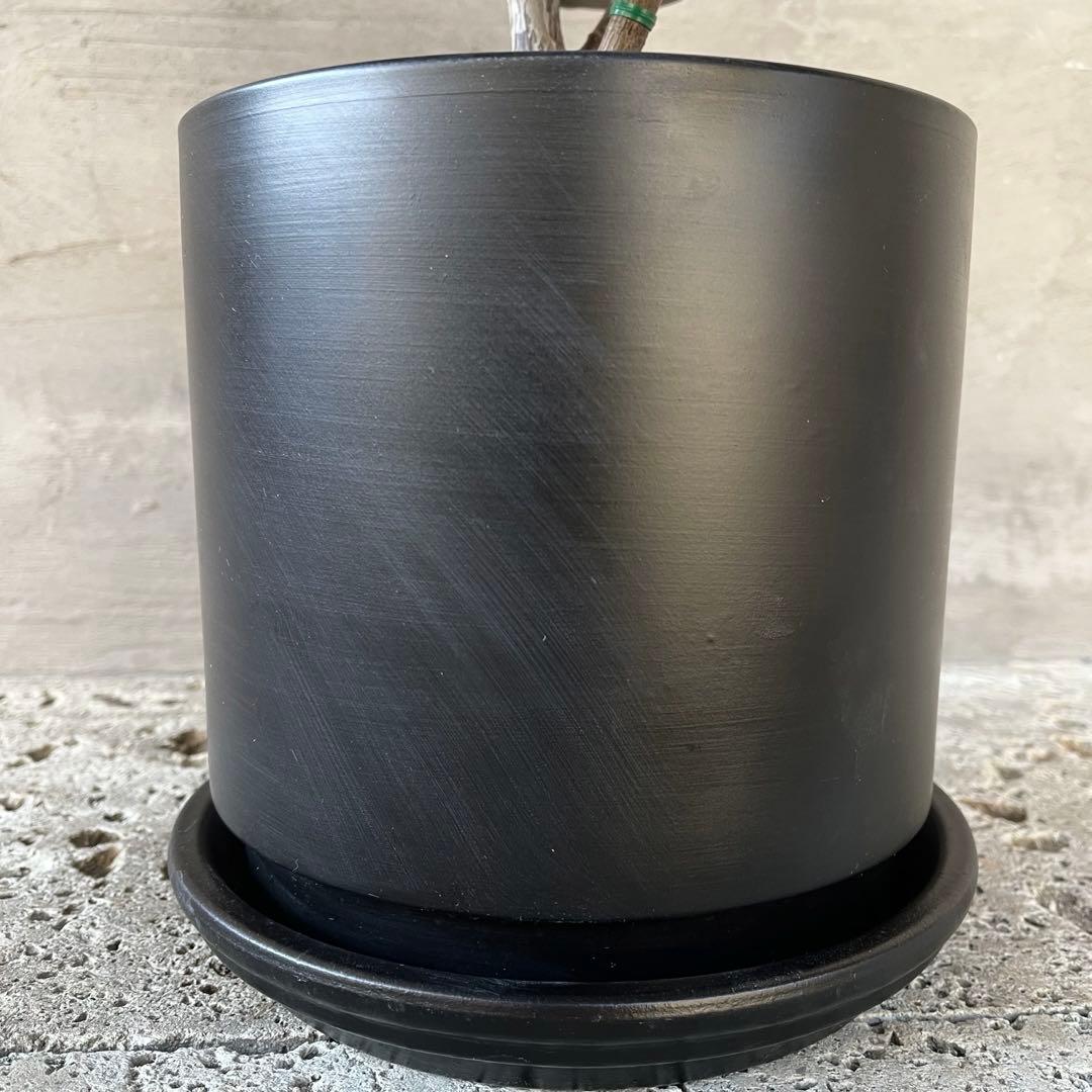 フィカス　バーガンディ　曲がり仕立て　陶器鉢　植え込み発送